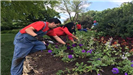 Volunteers in overalls planting flowers
